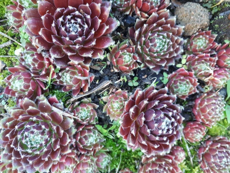 Молодило, «каменная роза» (Sempervivum)