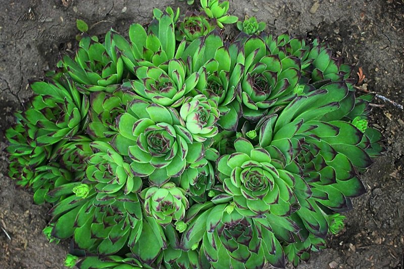 Гриновия (Greenovia)