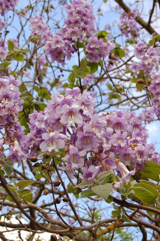Павловния tomentosa
