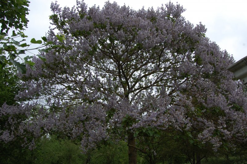 Paulownia kawakamii
