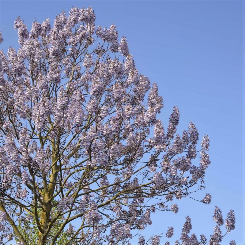 Paulownia tomentosa
