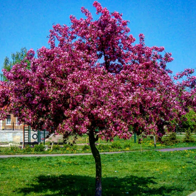 Адамово дерево Павловния