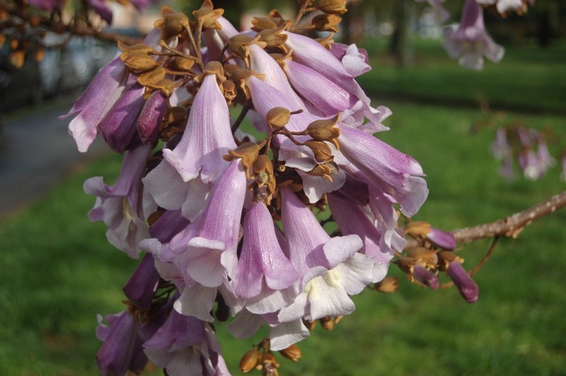 Цветок Paulownia Imperialis