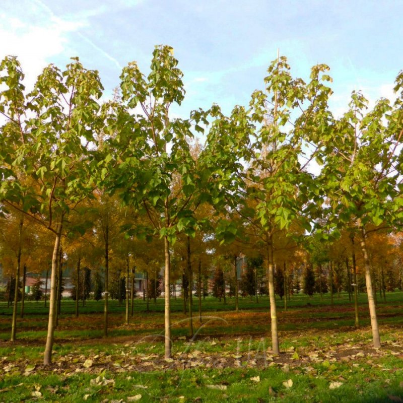 Paulownia tomentosa