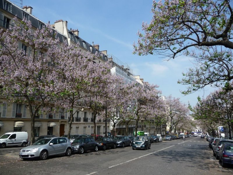 Paulownia tomentosa в Париже