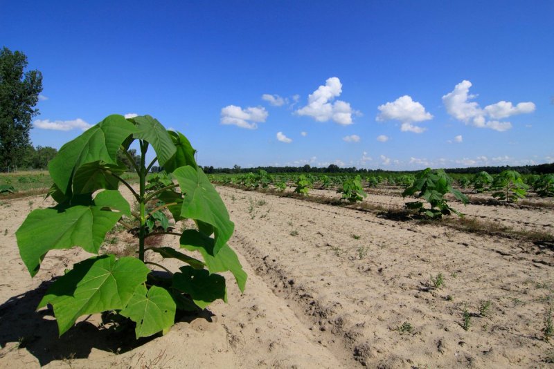 Paulownia kawakamii