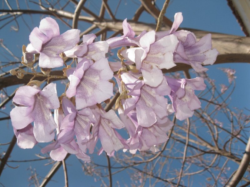 Павловния Катальполистная