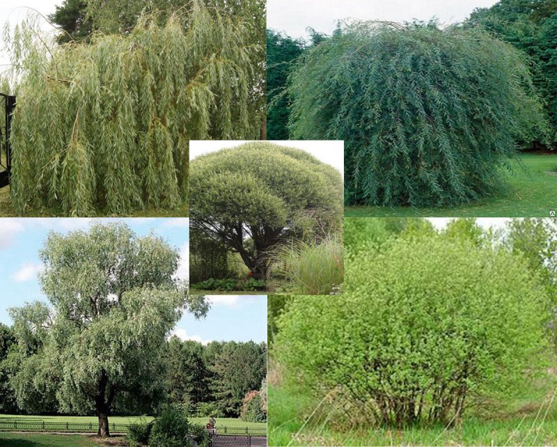 Ива ломкая (шаровидная) Salix fragilis