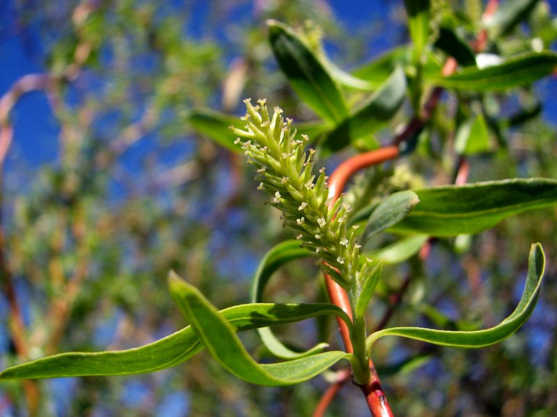 Salix cordata