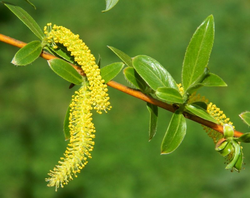 Ива ломкая Salix fragilis