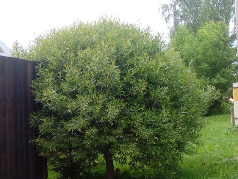 Ива (Salix) "шаровидный карлик"