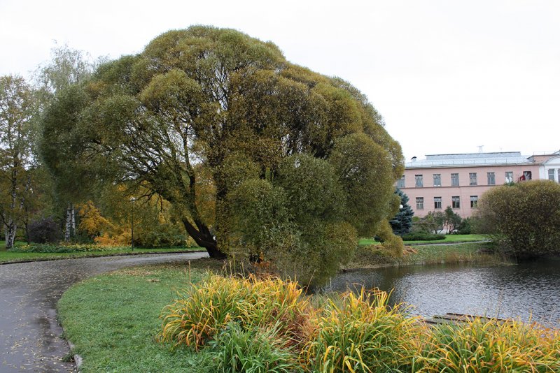 Ива ломкая "Буллата" Salix fragilis 'bullata'