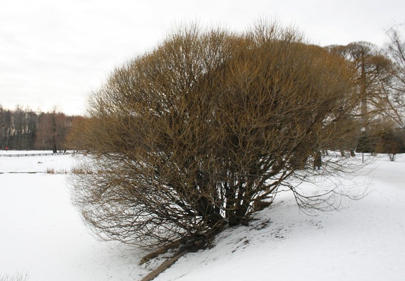 Salix fragilis bullata Ива ломкая Булата ветка сухая