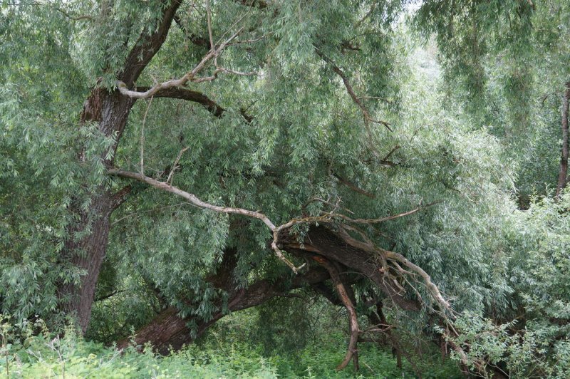Ива ломкая Salix fragilis