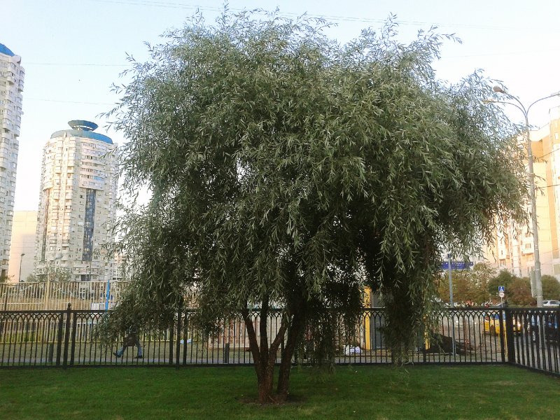 Ива ломкая Ракита