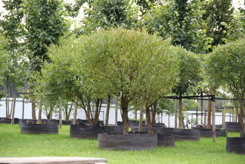 Ива белая ломкая 'bullata'