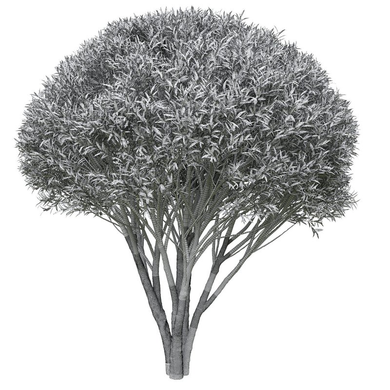 Ива ломкая Salix fragilis