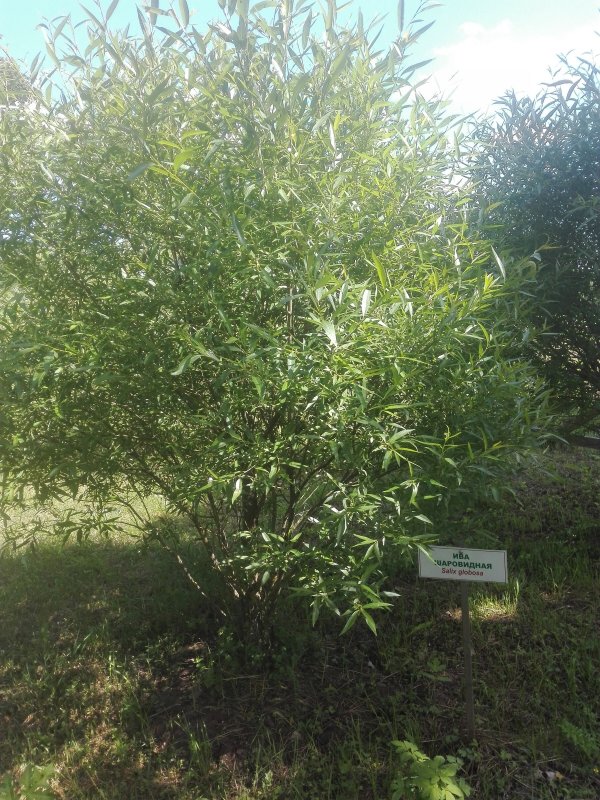 Ива ломкая "Буллата" Salix fragilis 'bullata'