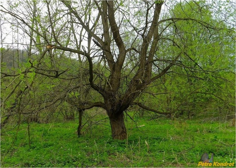 Ива ломкая Плантариум
