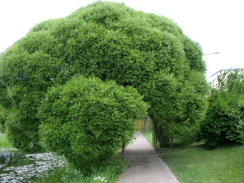Ива ломкая (шаровидная) Salix fragilis