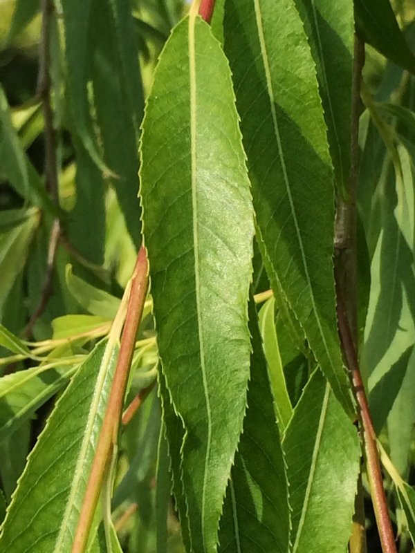Ива Накамуры — (Salix nakamurana).