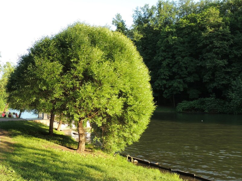 Дендра парк Царицыно