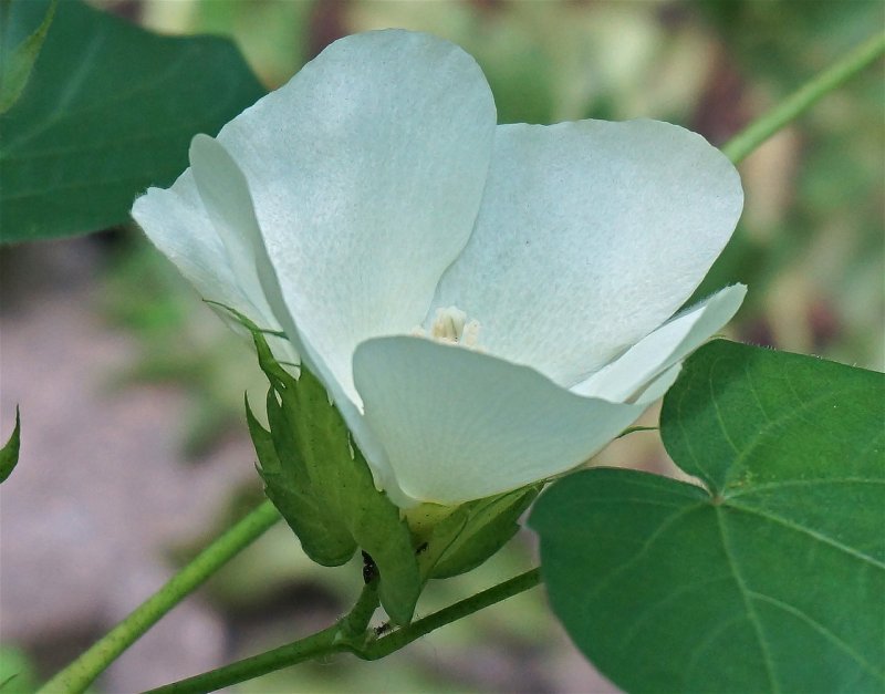 Мексиканский хлопчатник