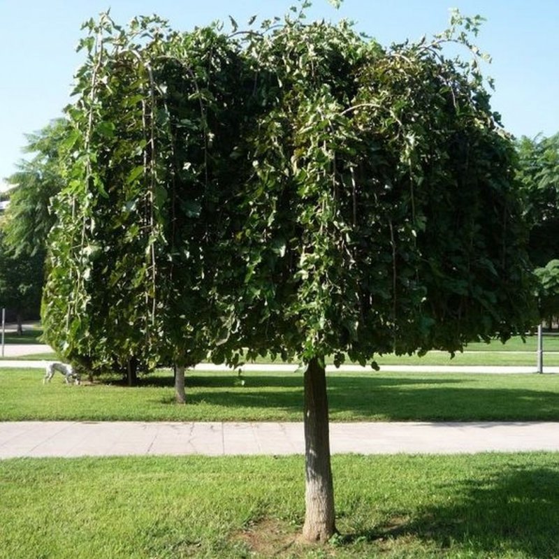 Тутовник шелковица