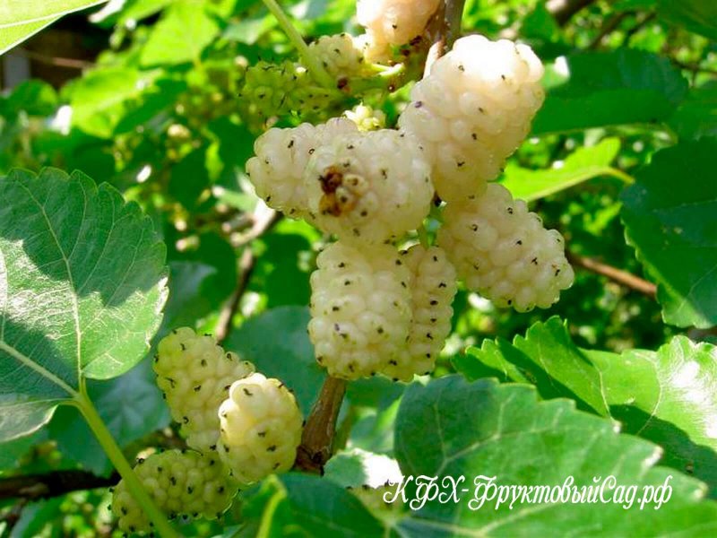 Шелковица плакучая черная