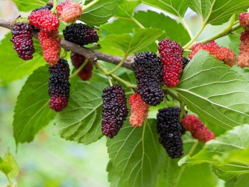 Шелковица белая Morus Alba