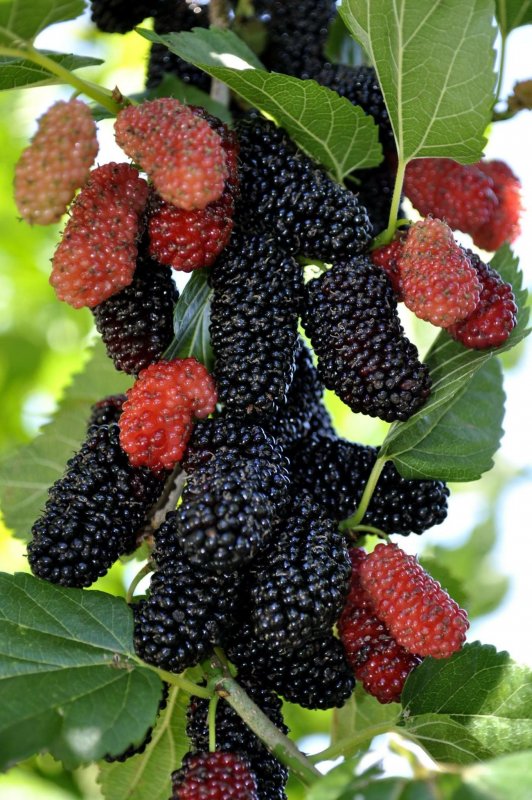 Шелковица Morus nigra