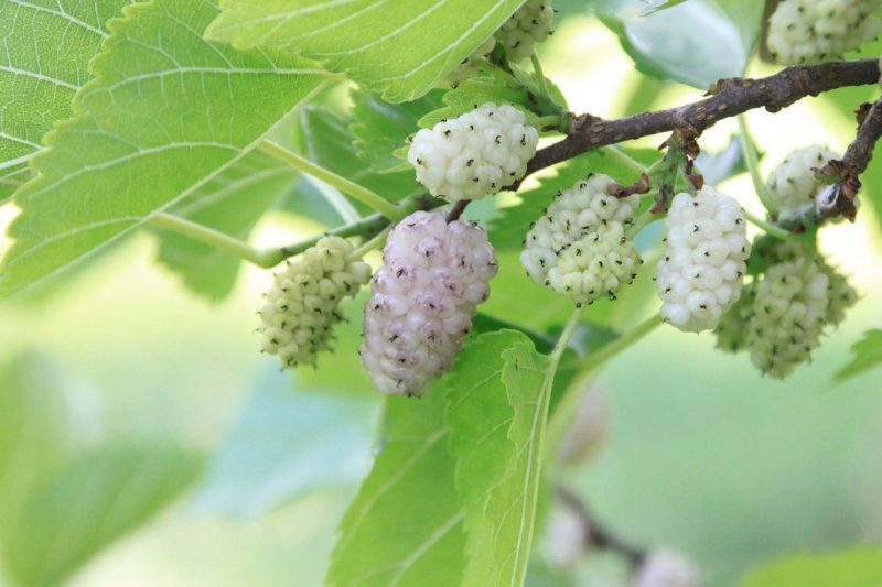 Шелковица черная (Morus nigra)