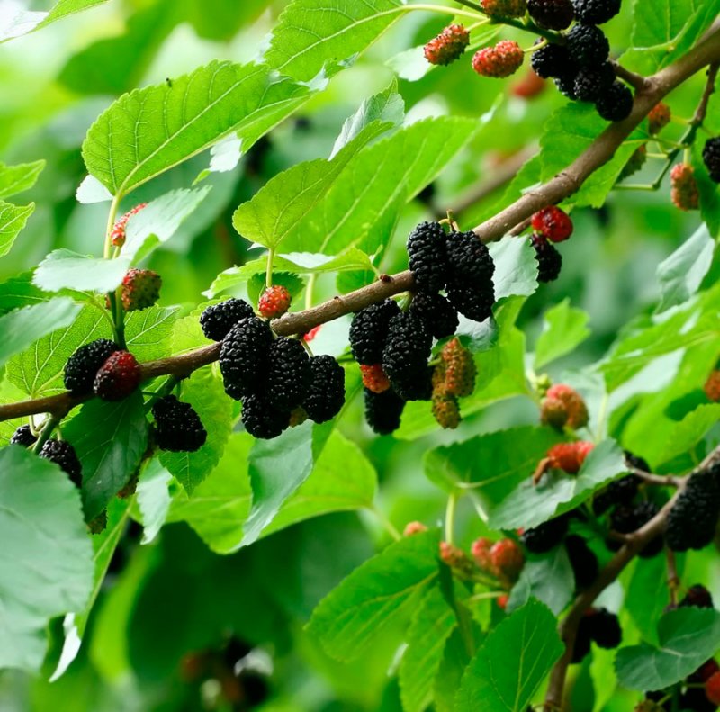 Шелковица черная (Morus nigra)