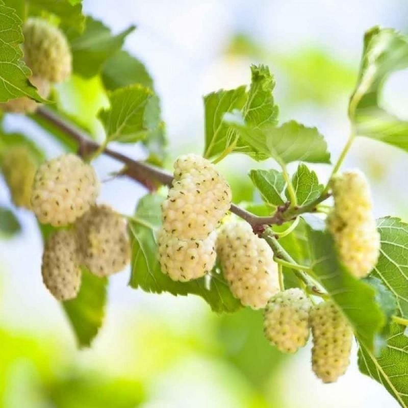 Шелковица плакучая Пендула