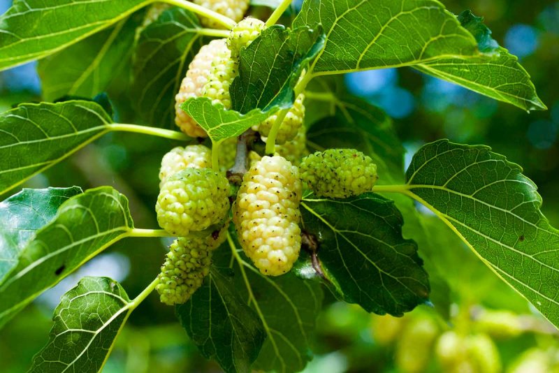 Шелковица белая Morus Alba