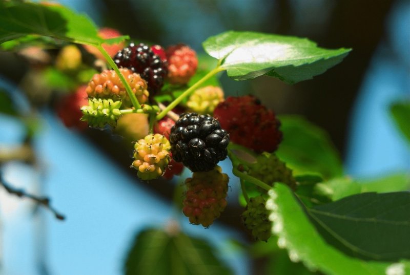 Mulberry шелковица