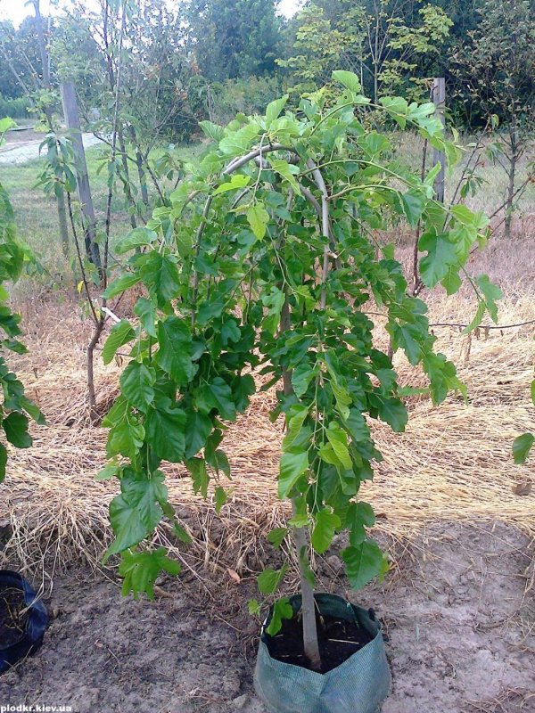 Шелковица черная (Morus nigra)