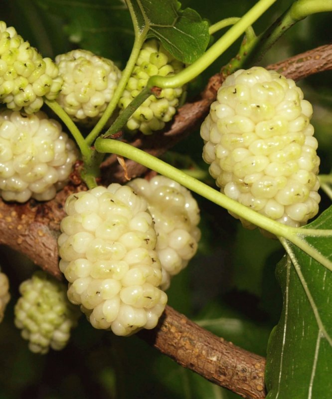 Шелковица белая Morus Alba