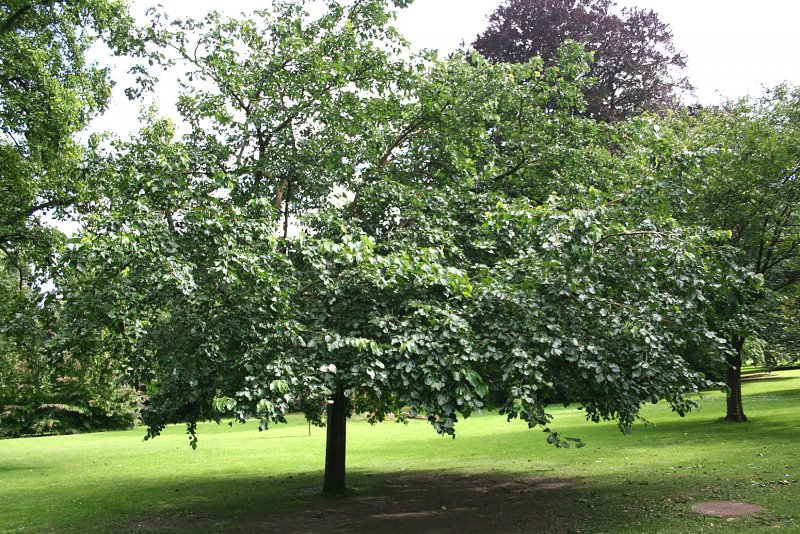 Шелковица белая Morus Alba