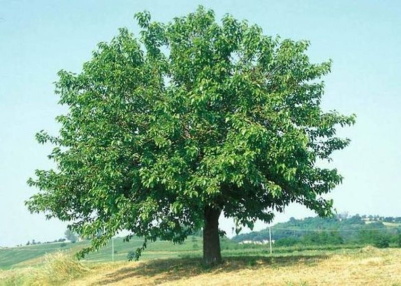 Шелковица белая Morus Alba