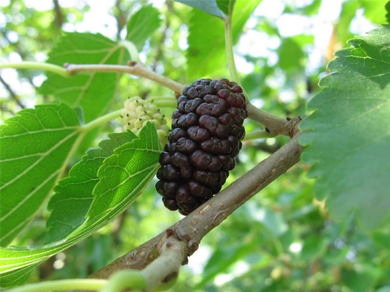 Шелковица Morus nigra
