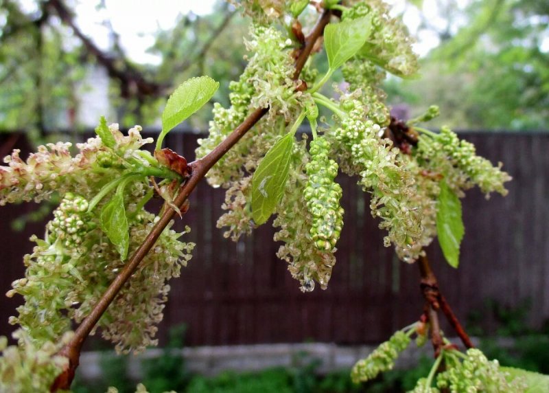 Шелковица белая Morus Alba