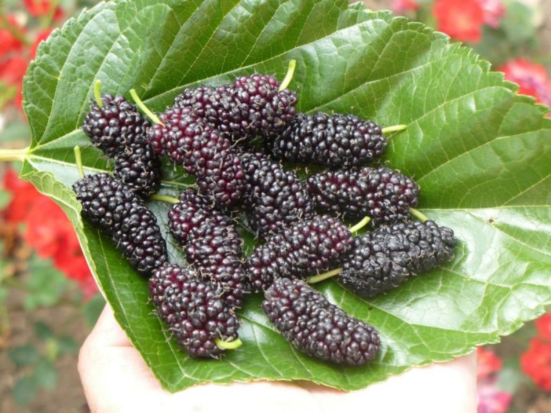 Шелковица белая Morus Alba