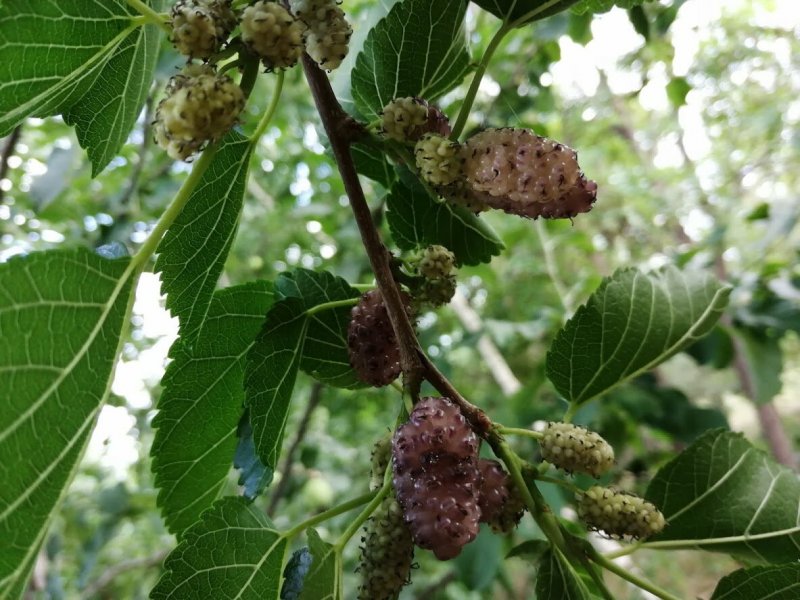 Шелковица белая Morus Alba