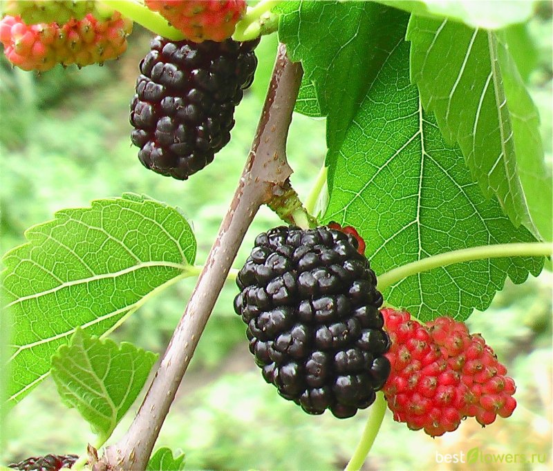 Шелковица белая Morus Alba