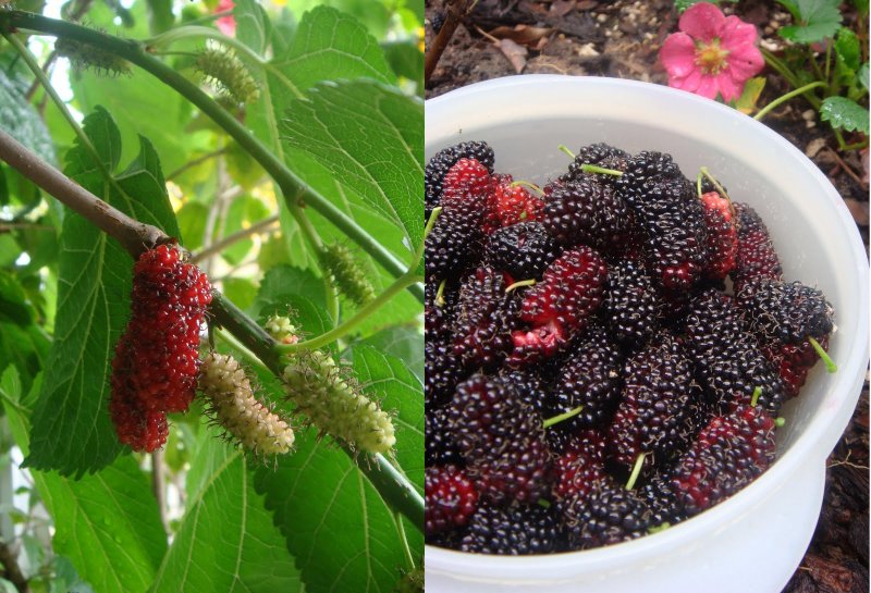 Шелковица белая Morus Alba