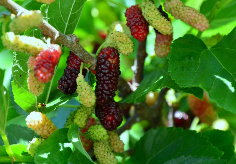 Mulberry Tree