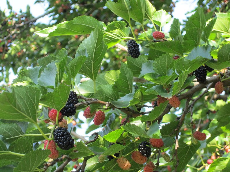Mulberry шелковица