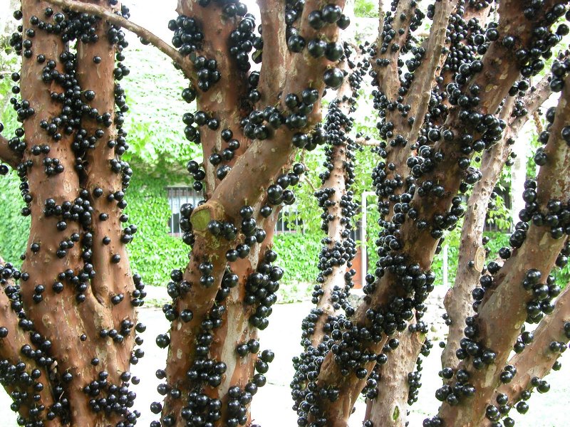 Шелковица черная (Morus nigra)