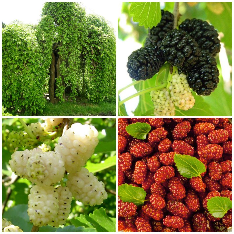 Mulberry дерево